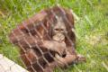 IMG_8618 orangutan behind fence